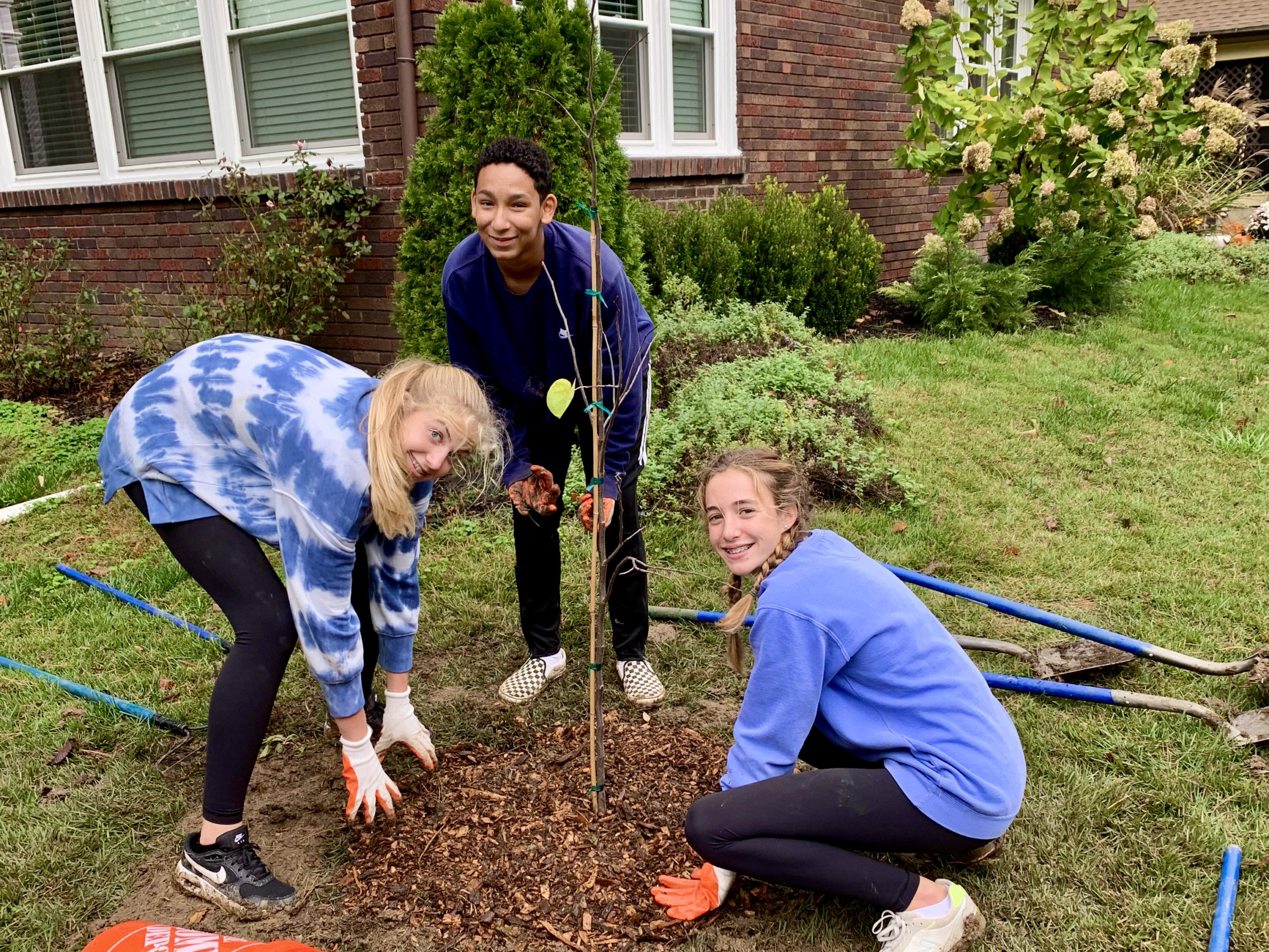 treeplanting treeplanting